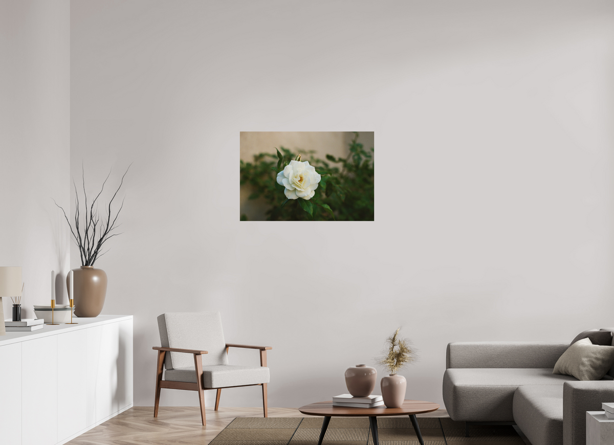 36 x 24″, Photo Print On Fuji Crystal DP II White Rose