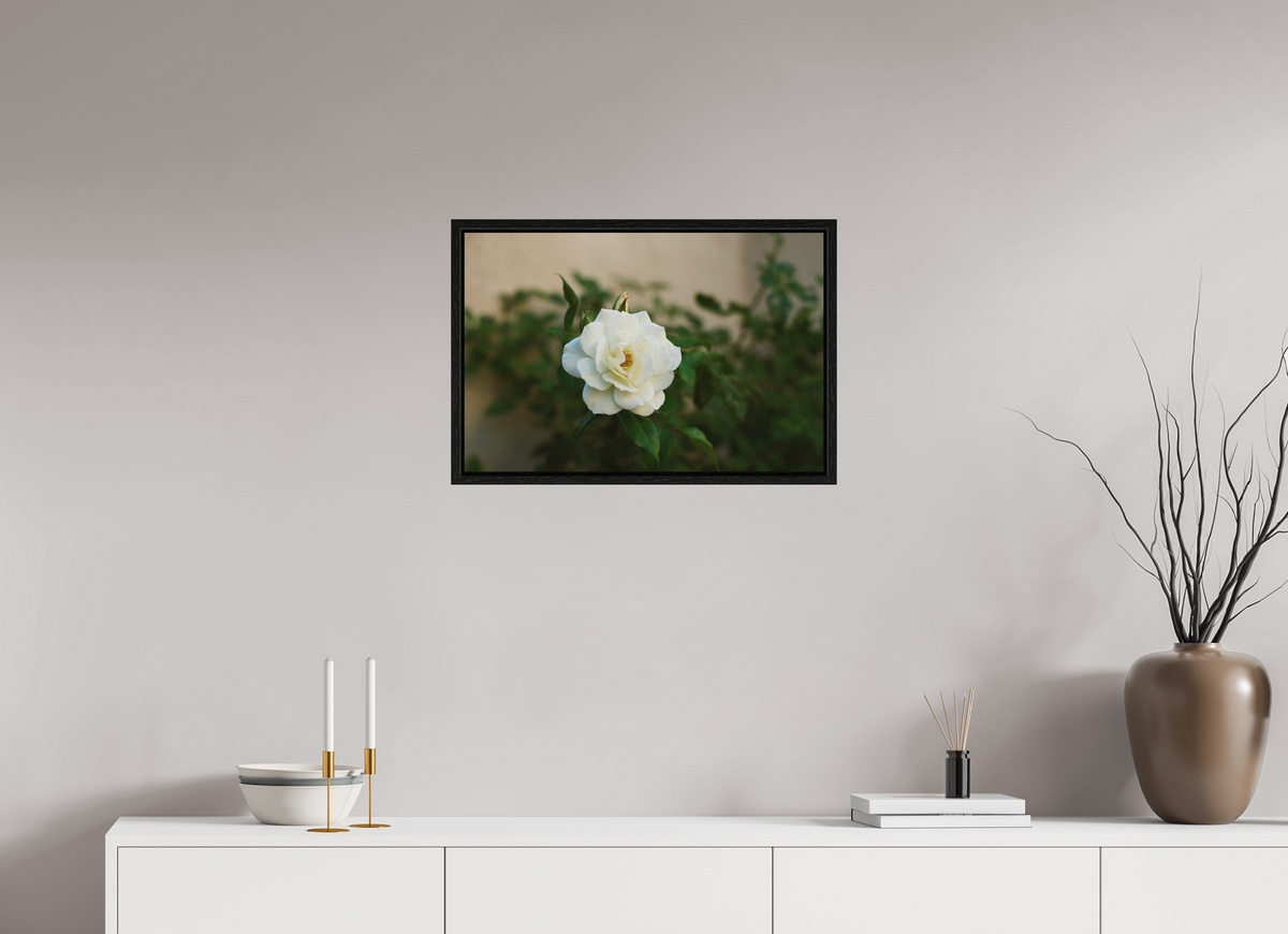 24 x 16″, Floater Frame White Rose