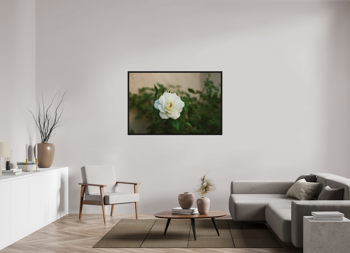 54 x 36″, Floater Frame White Rose