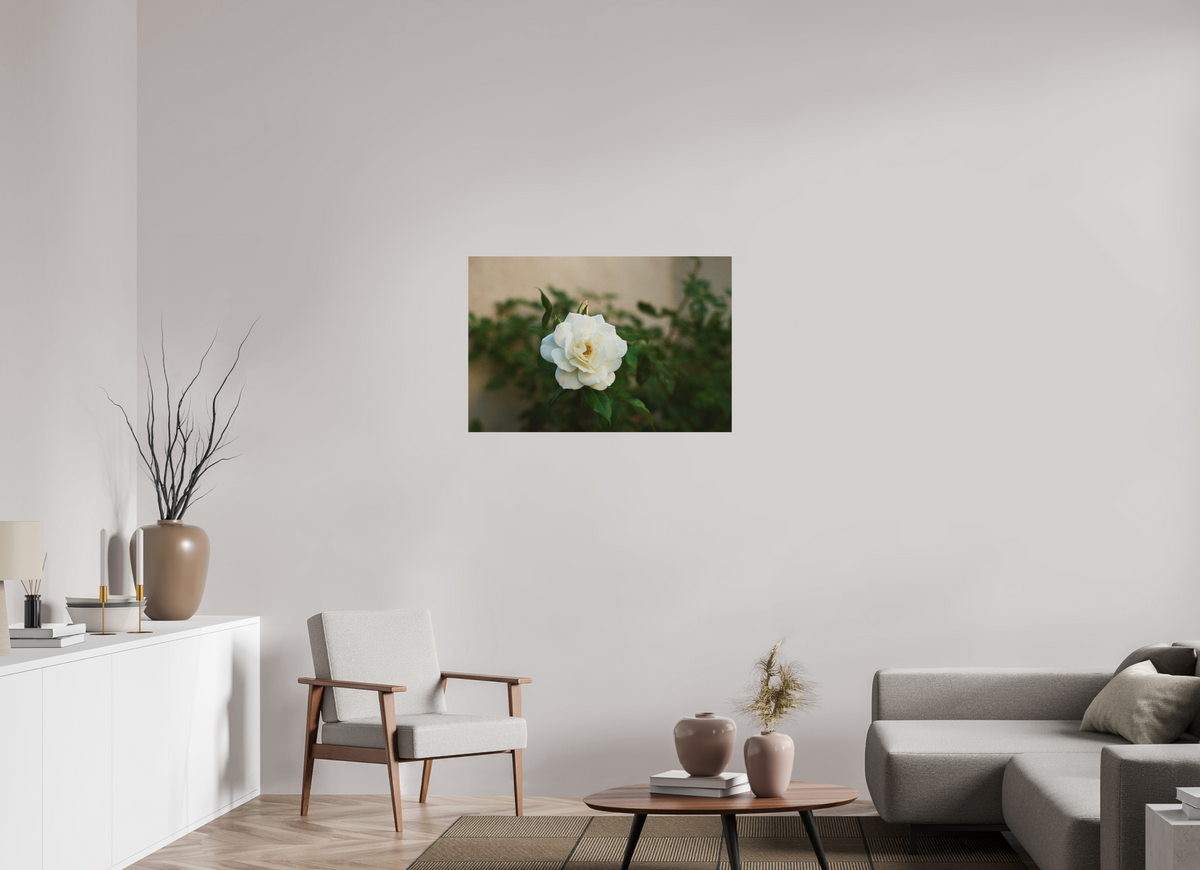 36 x 24″, Photo Print on Aluminum Backing White Rose