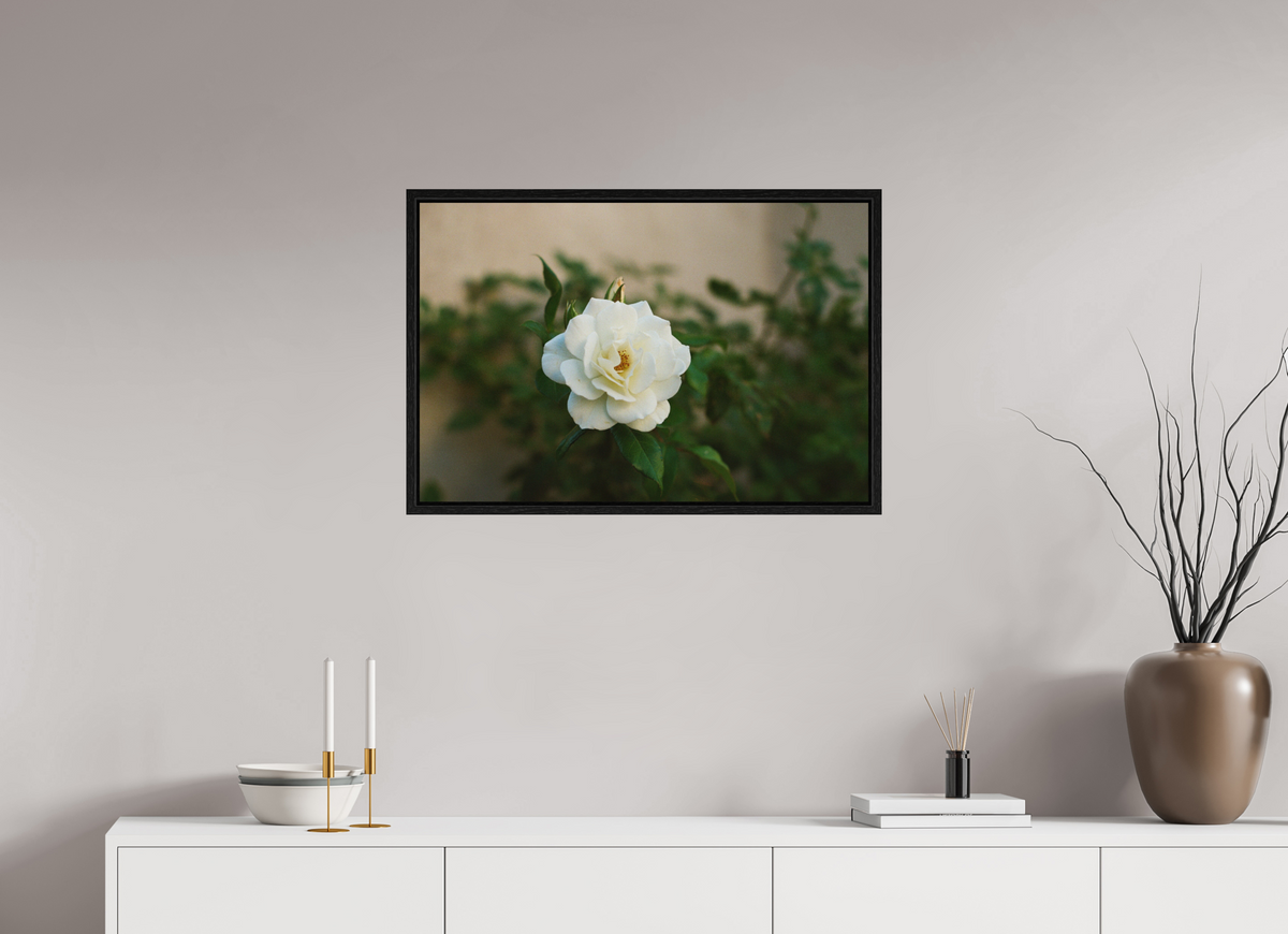 30 x 20″, Floater Frame White Rose