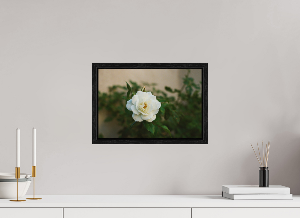 15 x 10″, Floater Frame White Rose
