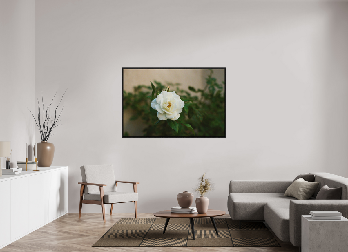 60 x 40″, Floater Frame White Rose