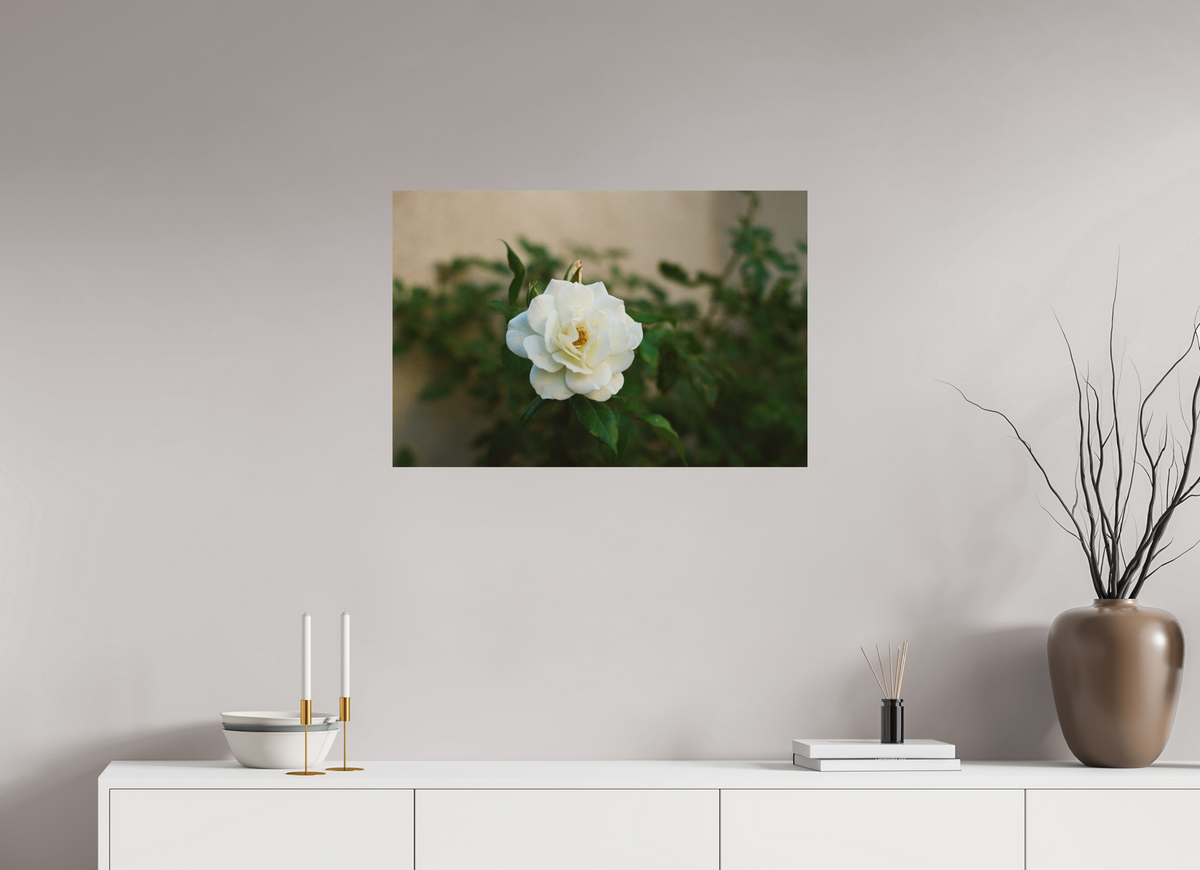 30 x 20″, Standard Metal Print White Rose