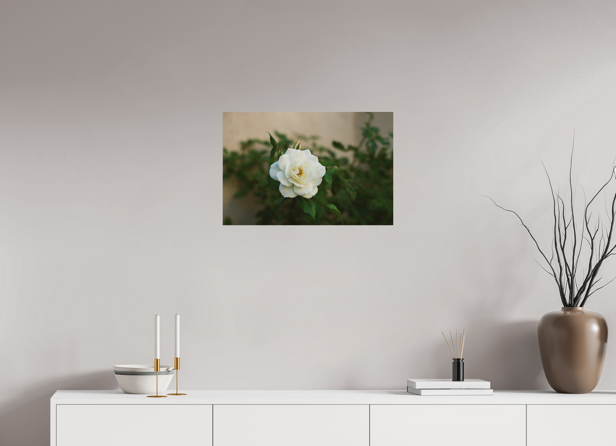 24 x 16″, Photo Print on Aluminum Backing White Rose
