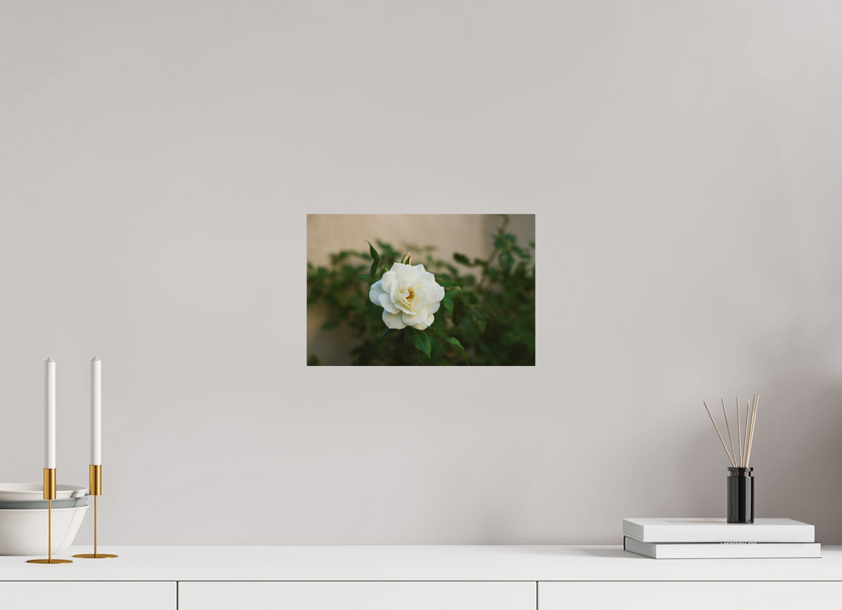 12 x 8″, Photo Print on Aluminum Backing White Rose