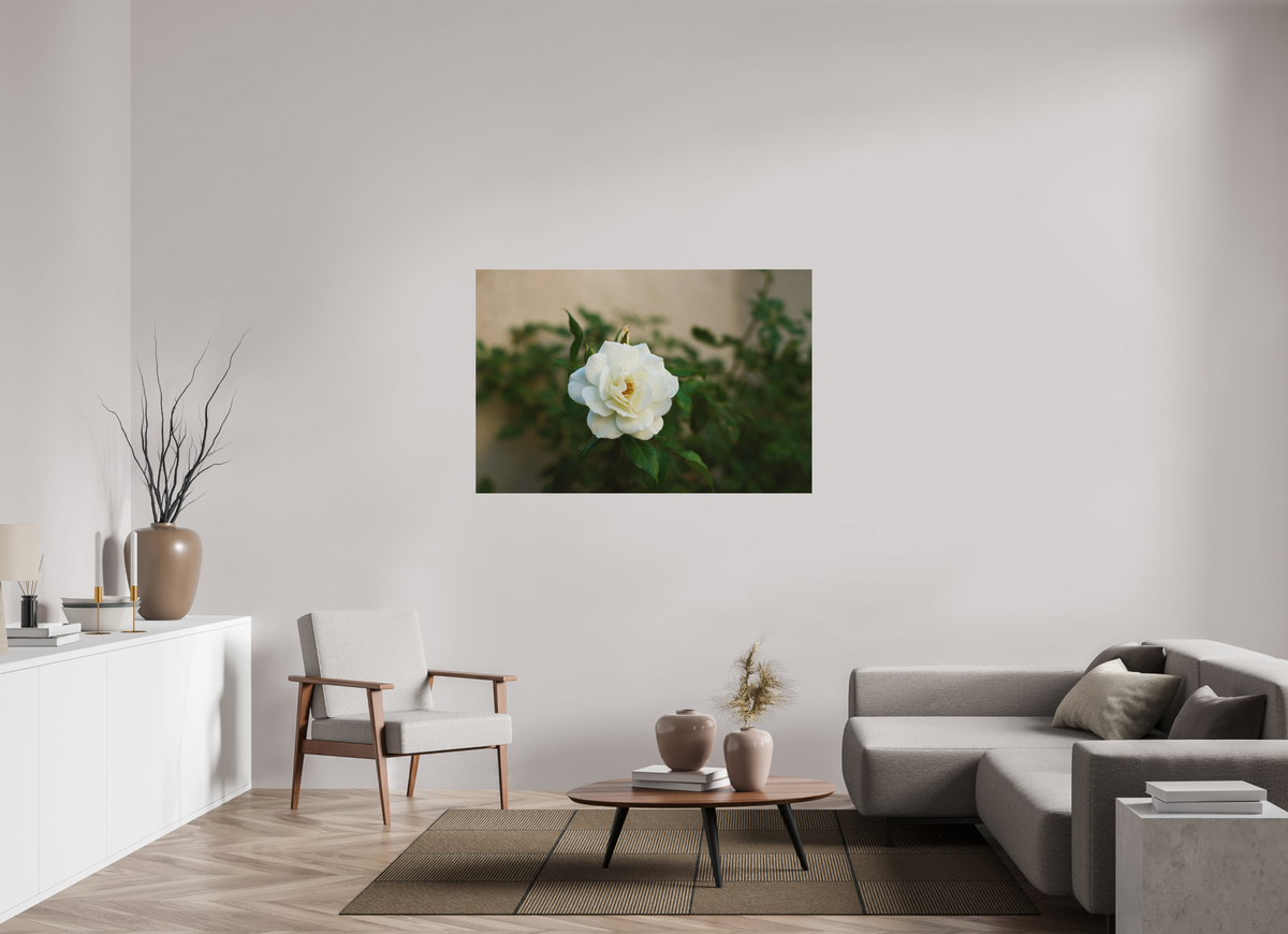 54 x 36″, Photo Print Under Acrylic Glass White Rose