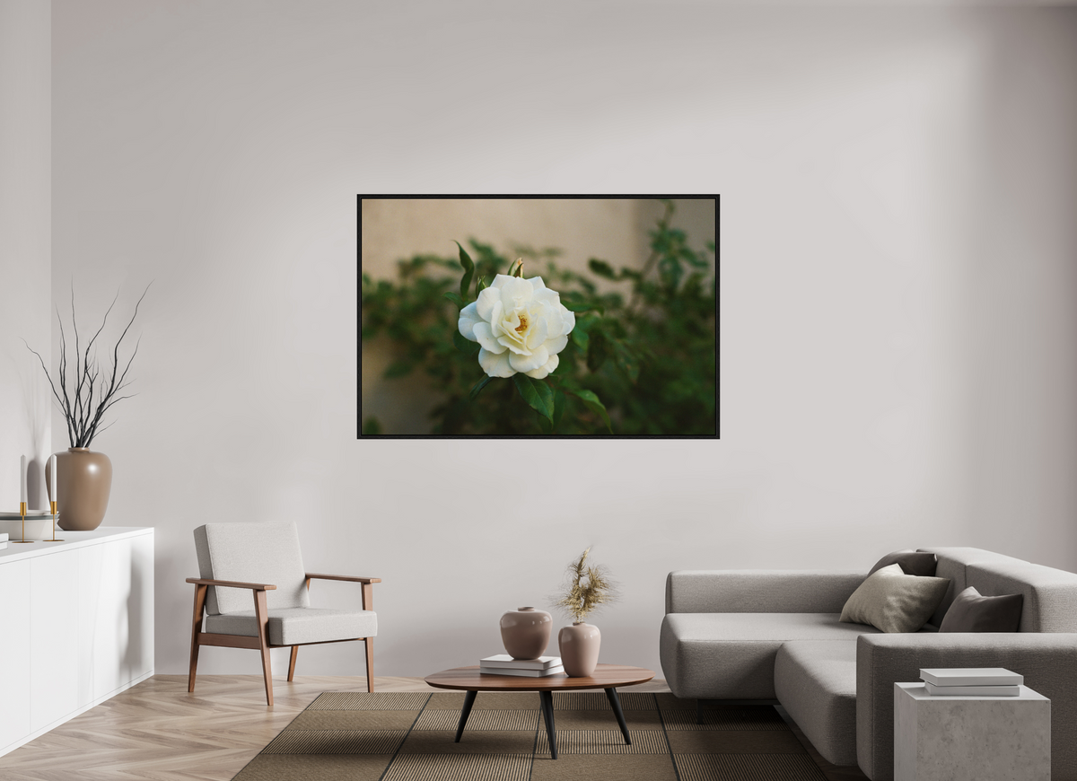 66 x 44″, Floater Frame White Rose
