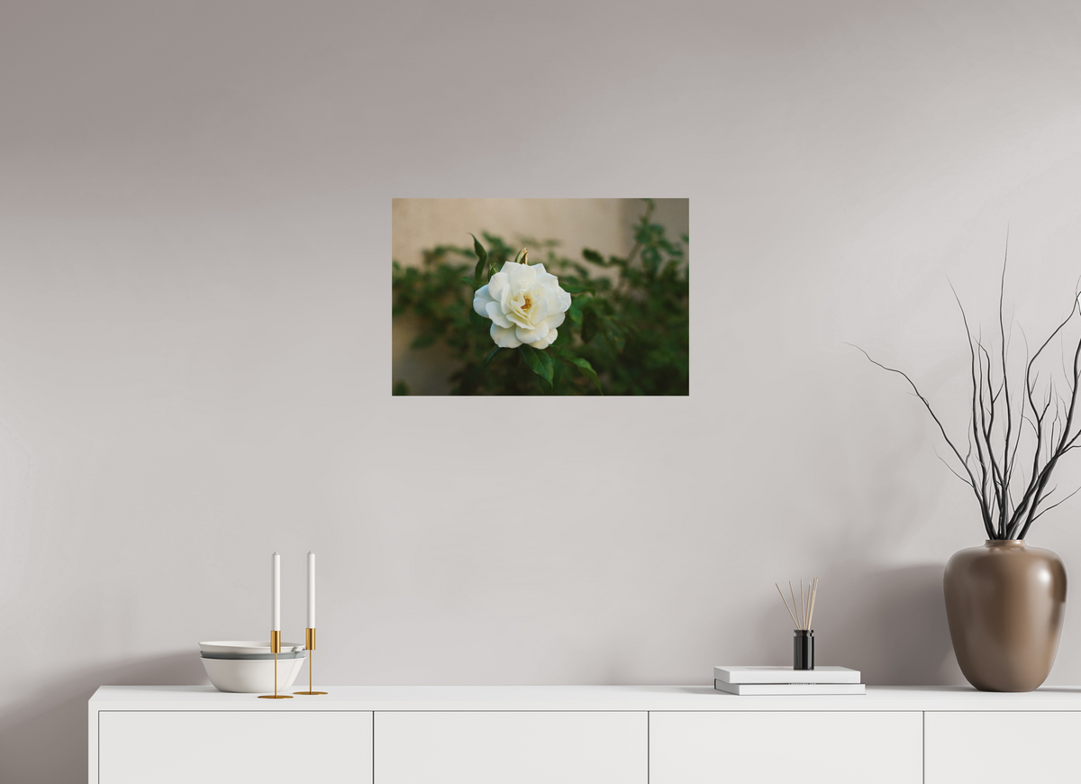 24 x 16″, Photo Print On Fuji Crystal DP II White Rose