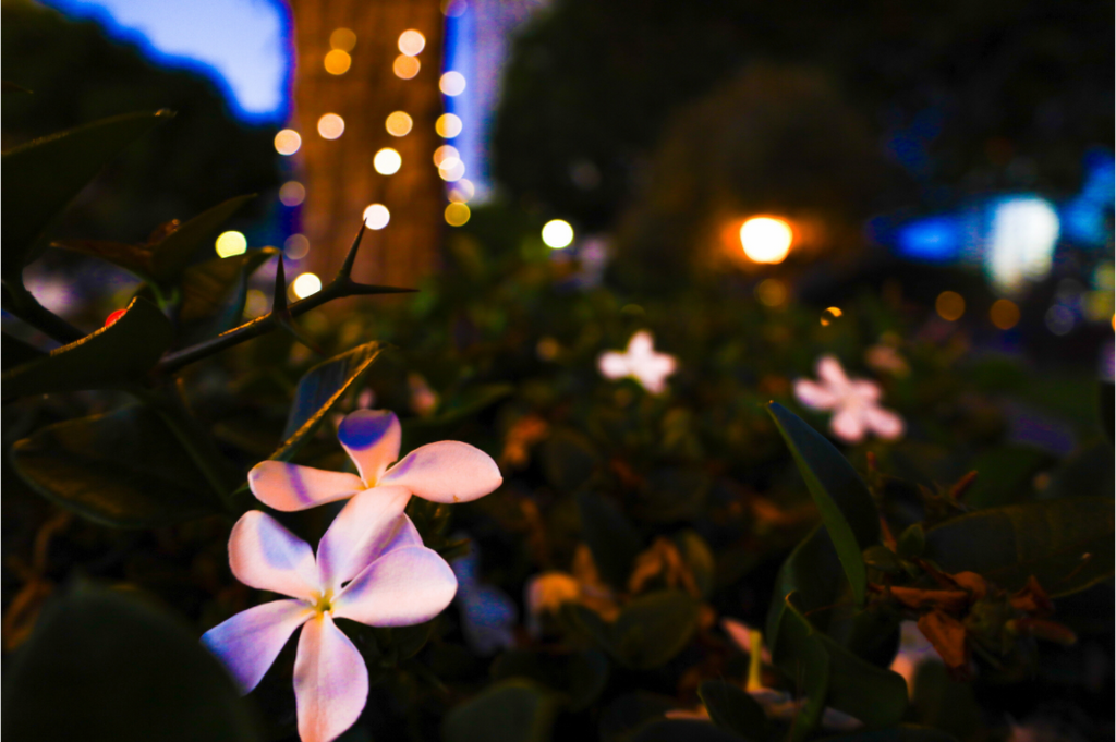 Main image Plumeria