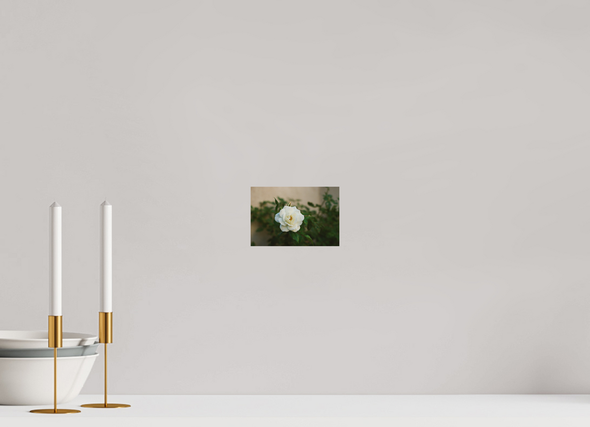 6 x 4″, Standard Metal Print White Rose