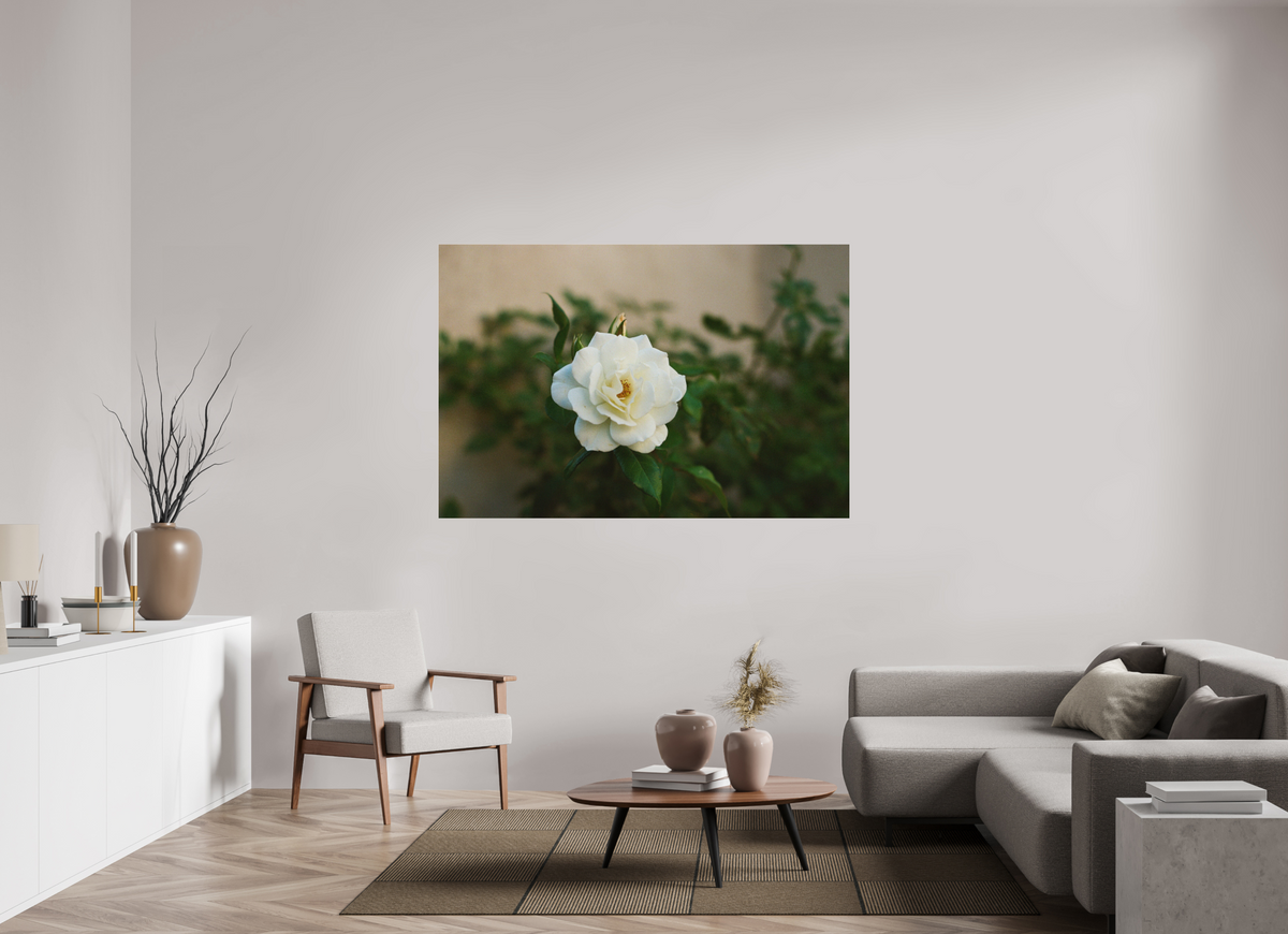 66 x 44″, Photo Print Under Acrylic Glass White Rose