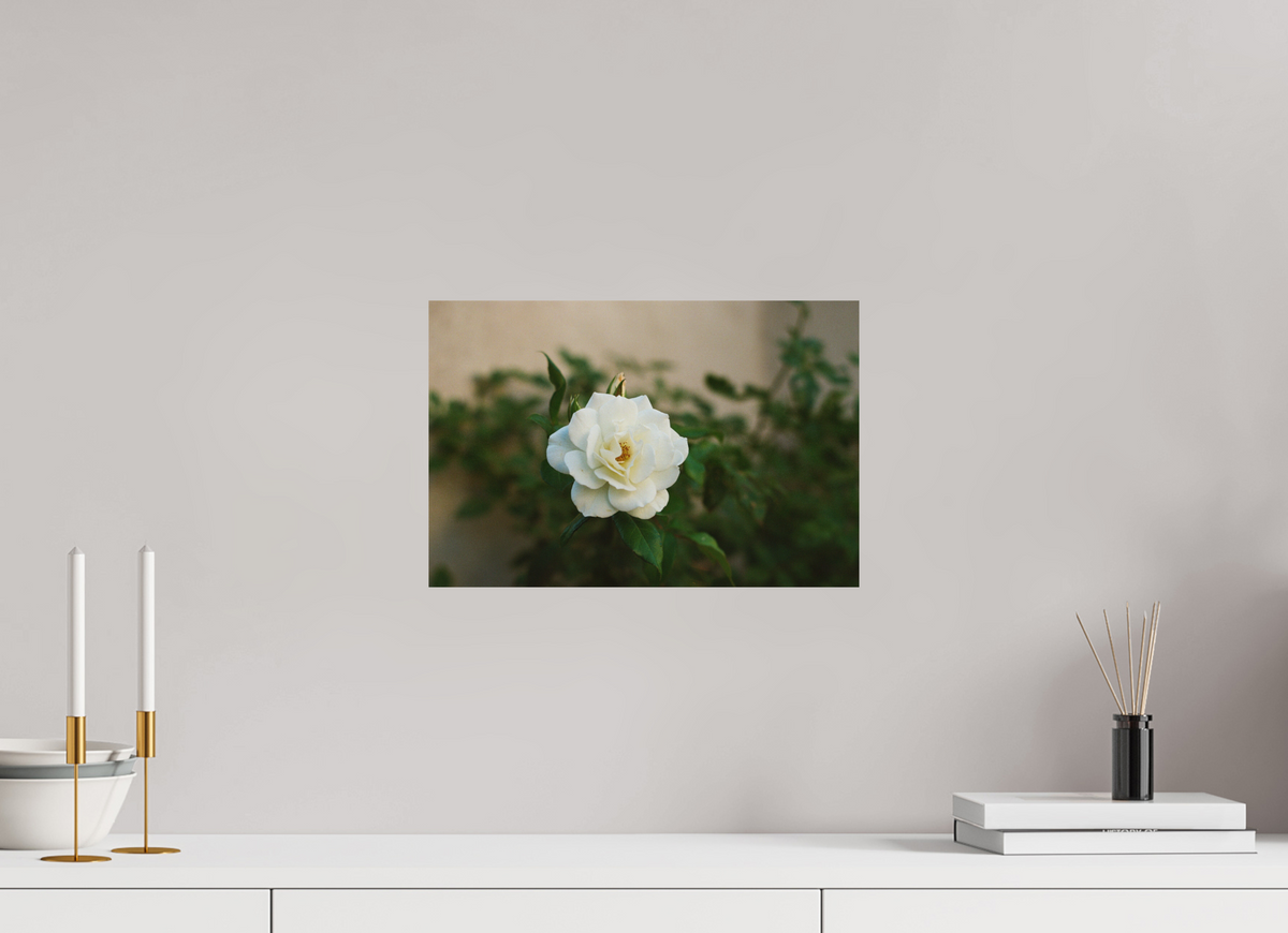 15 x 10″, Photo Print On Fuji Crystal DP II White Rose