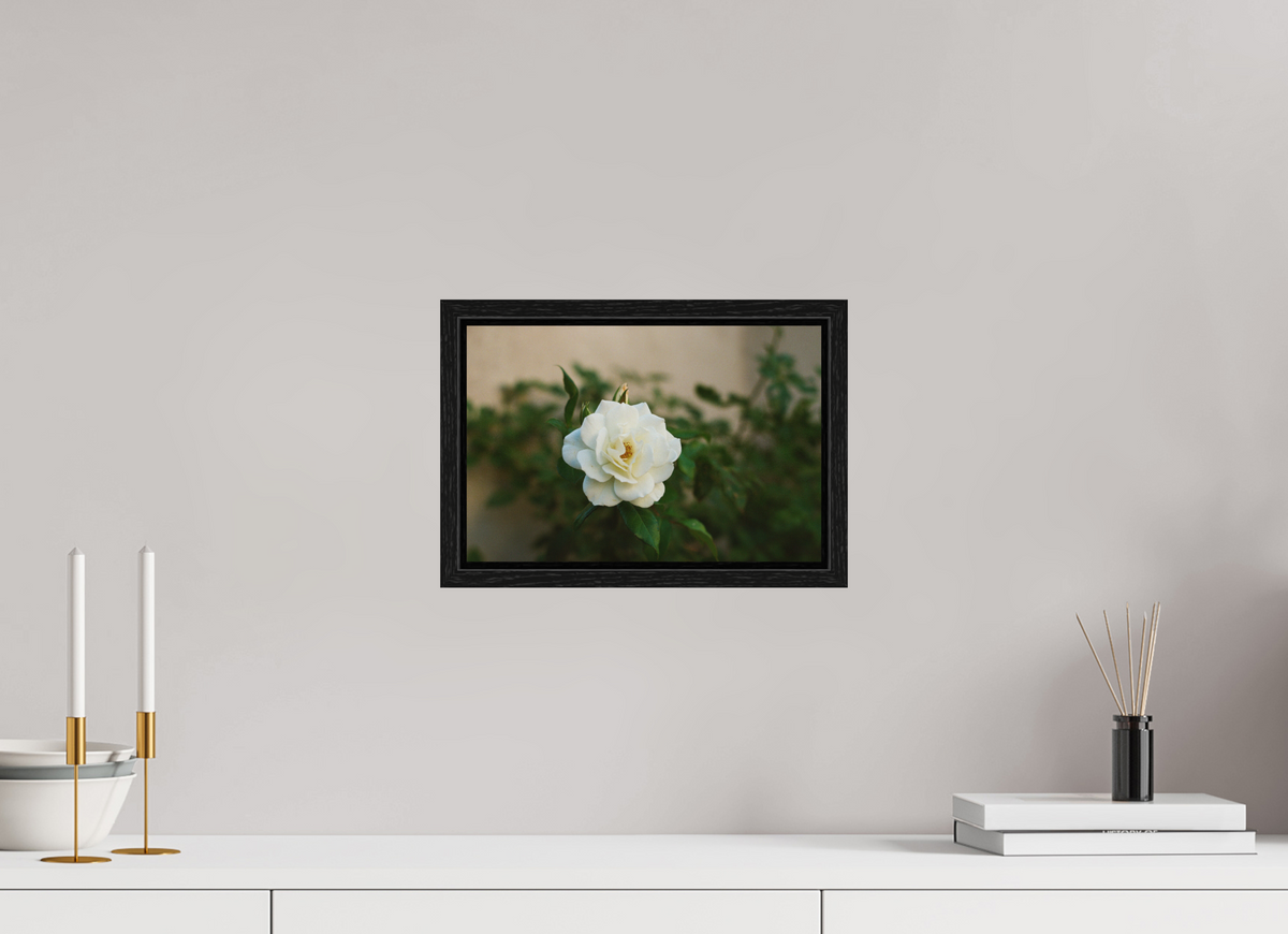 12 x 8″, Floater Frame White Rose