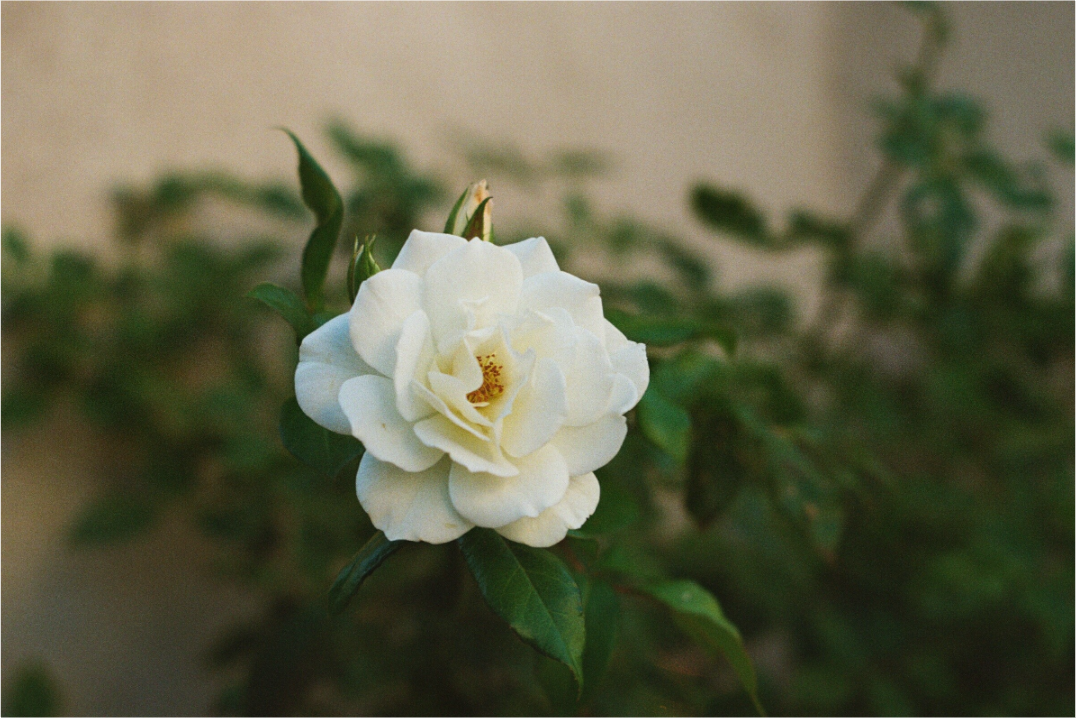 Main image White Rose