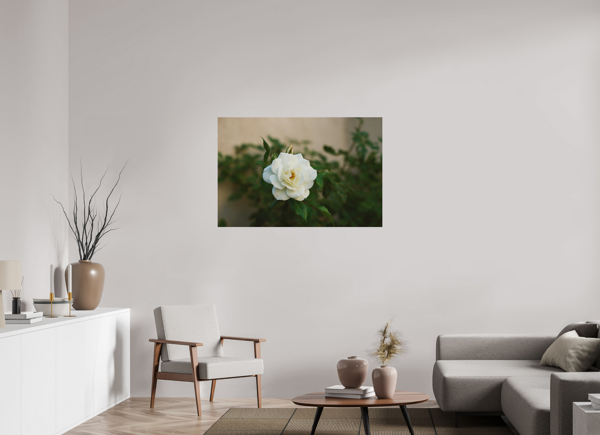 45 x 30″, Standard Metal Print White Rose