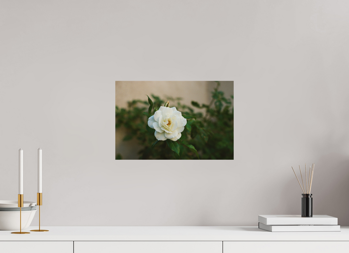 15 x 10″, Standard Metal Print White Rose